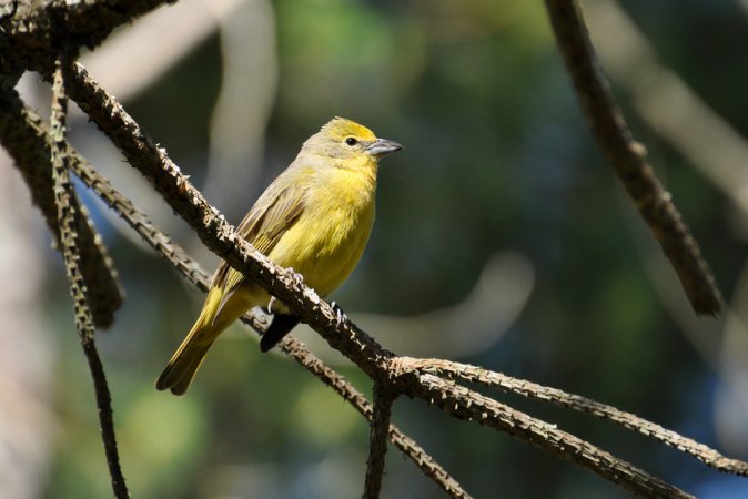 Photo (10): Hepatic Tanager