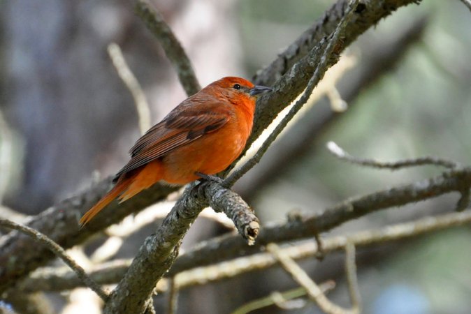 Photo (5): Hepatic Tanager