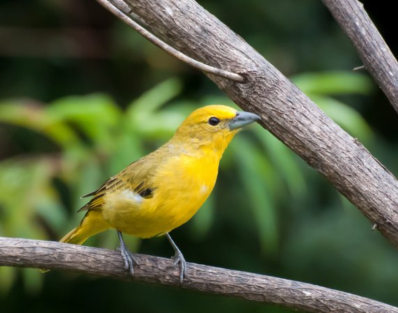 Photo (2): Hepatic Tanager