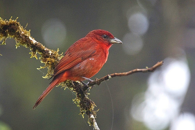 Photo (11): Hepatic Tanager