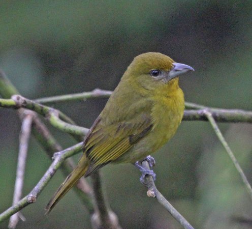 Photo (13): Hepatic Tanager