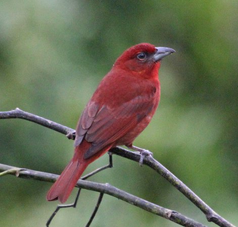 Photo (9): Hepatic Tanager