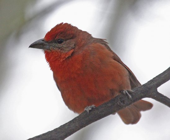 Photo (25): Hepatic Tanager
