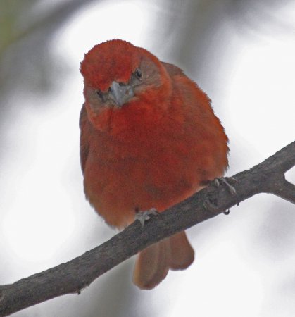 Photo (20): Hepatic Tanager