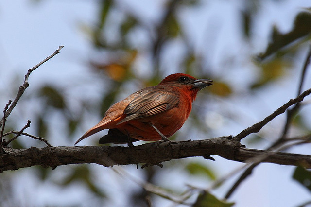 Photo (24): Hepatic Tanager