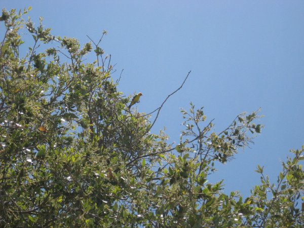 Photo (23): Western Tanager