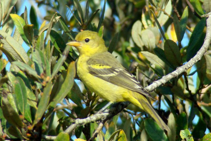 Photo (3): Western Tanager