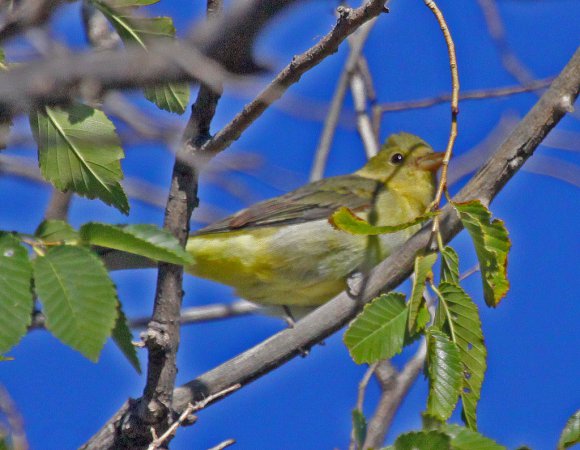 Photo (8): Scarlet Tanager