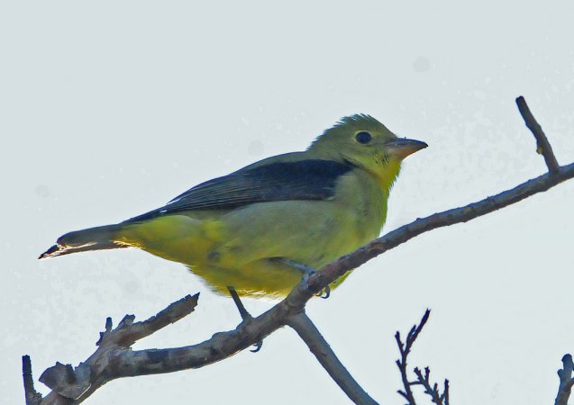 Photo (26): Scarlet Tanager