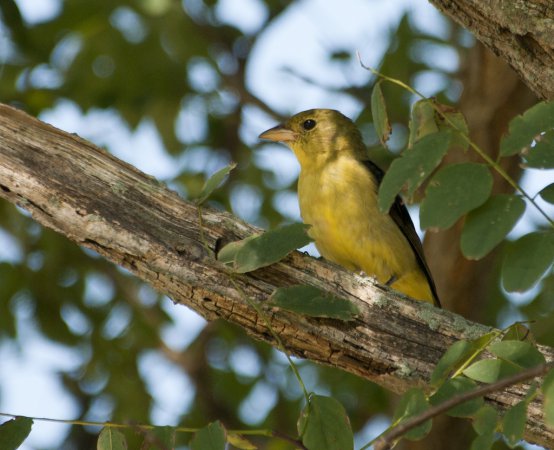 Photo (24): Scarlet Tanager