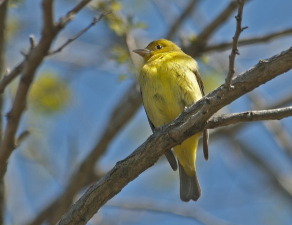 Photo (6): Scarlet Tanager