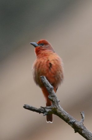 Photo (20): Summer Tanager