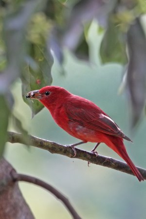Photo (17): Summer Tanager