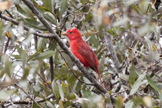 Photo (11): Summer Tanager