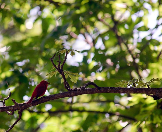 Photo (19): Summer Tanager