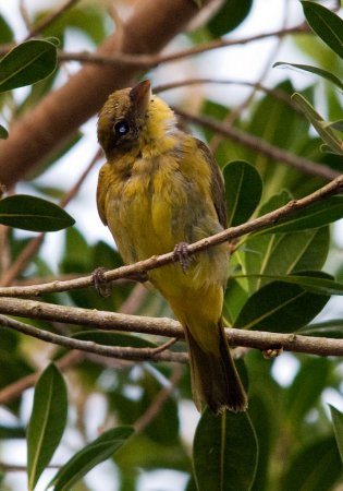 Photo (21): Summer Tanager