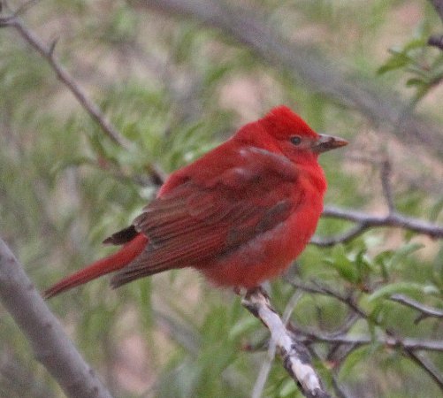 Photo (23): Summer Tanager