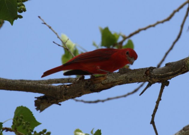 Photo (22): Summer Tanager