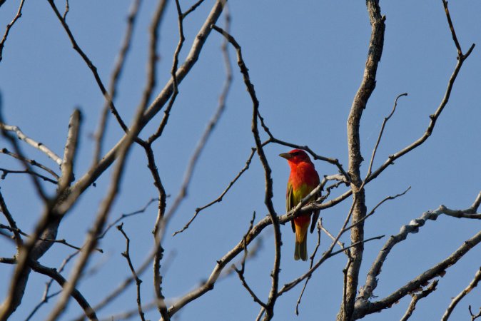 Photo (25): Summer Tanager