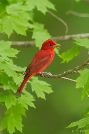 Photo (7): Summer Tanager