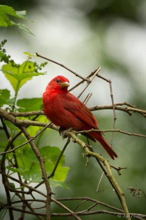 Photo (16): Summer Tanager