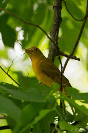 Photo (12): Summer Tanager