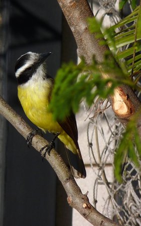 Photo (11): Great Kiskadee