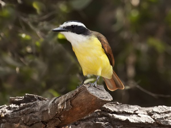 Photo (1): Great Kiskadee