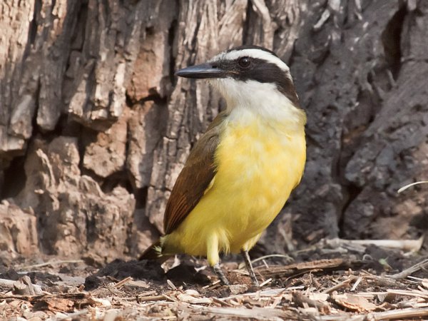 Photo (2): Great Kiskadee