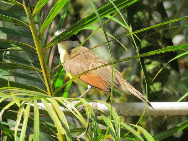 Photo (16): Great Kiskadee