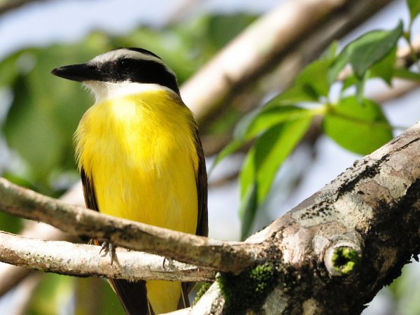 Photo (4): Great Kiskadee