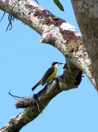 Photo (17): Great Kiskadee