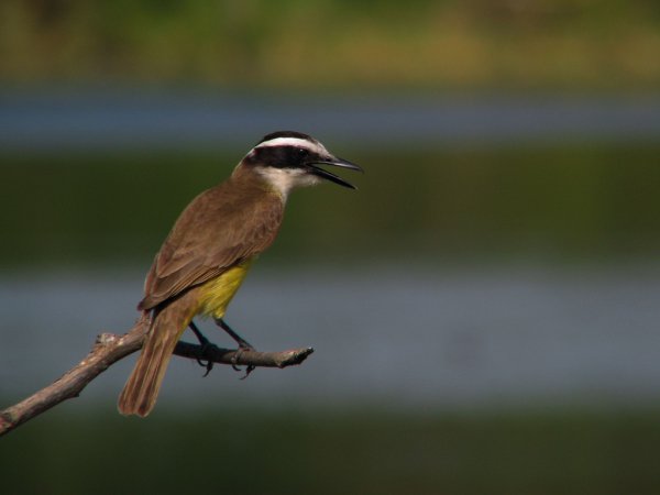 Photo (8): Great Kiskadee