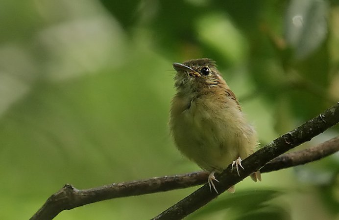 Photo (1): Stub-tailed Spadebill