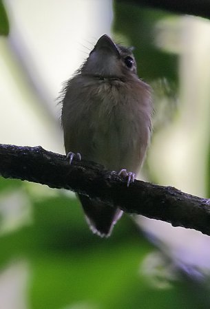 Photo (2): Stub-tailed Spadebill