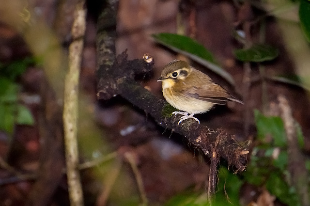 Photo (1): White-throated Spadebill