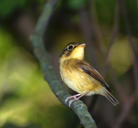 Photo (4): White-throated Spadebill