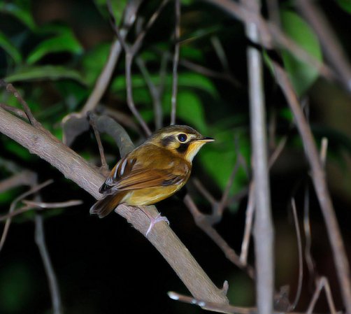 Photo (3): White-throated Spadebill