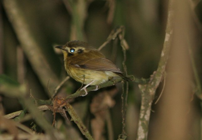 Photo (2): White-throated Spadebill