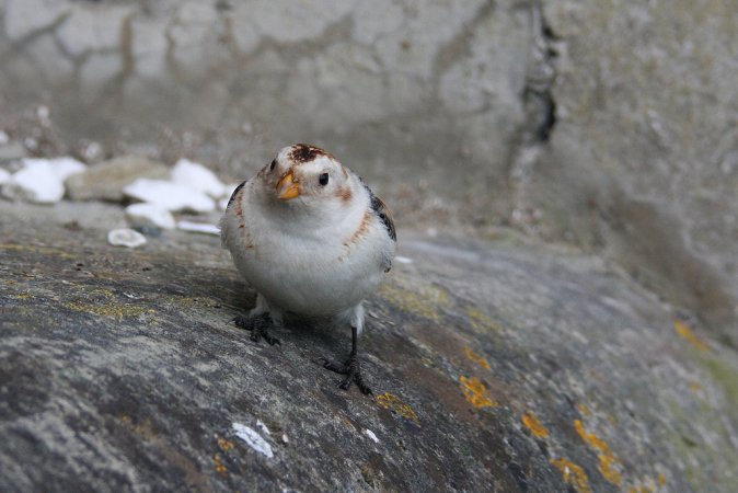 Image (16): Plectrophane des neiges