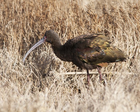 Photo (13): White-faced Ibis