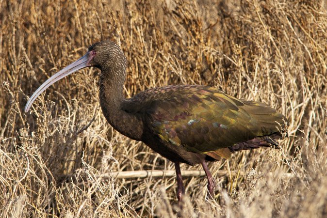 Photo (9): White-faced Ibis