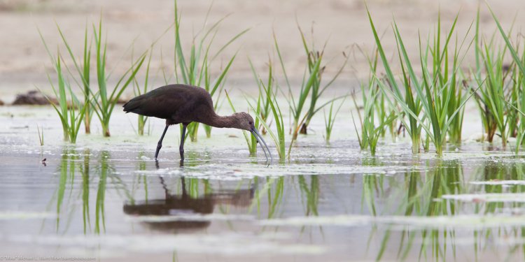 Photo (24): White-faced Ibis