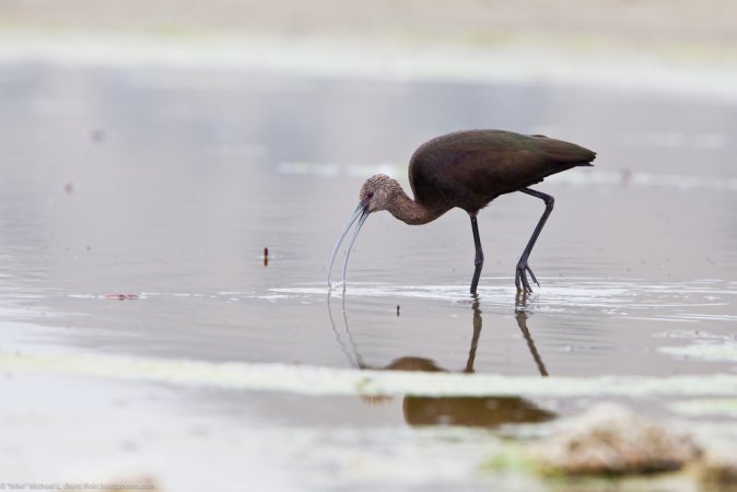 Photo (23): White-faced Ibis