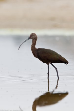 Photo (14): White-faced Ibis