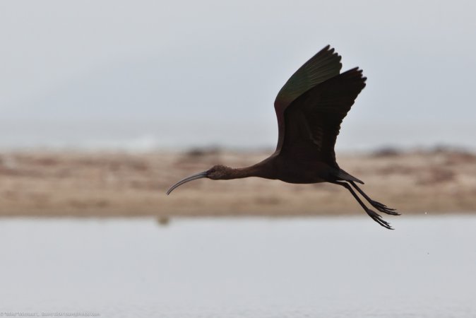 Photo (21): White-faced Ibis