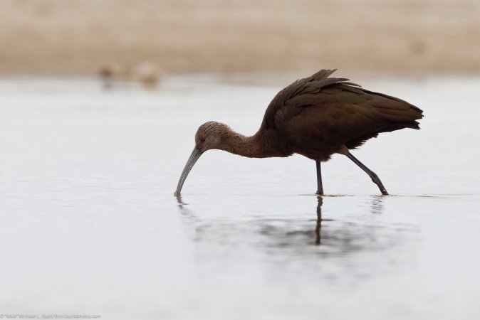 Photo (17): White-faced Ibis
