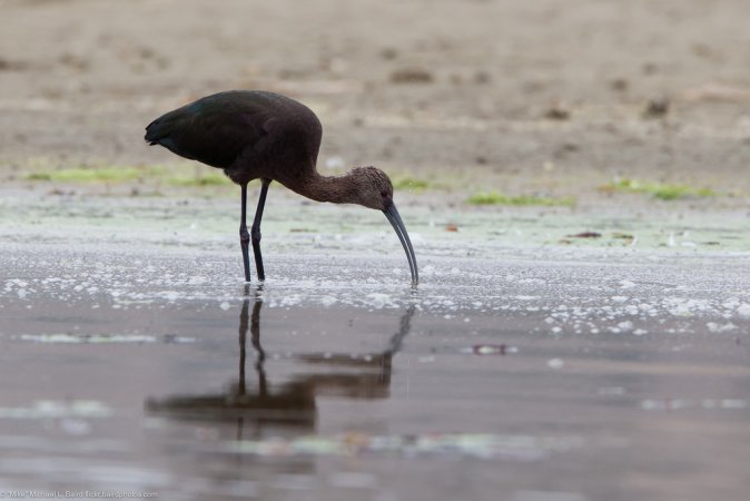 Photo (16): White-faced Ibis