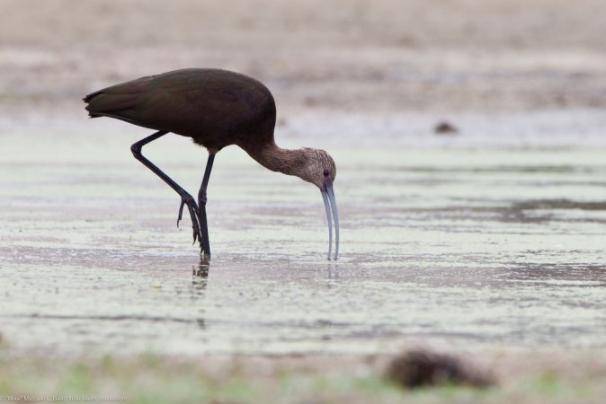 Photo (15): White-faced Ibis