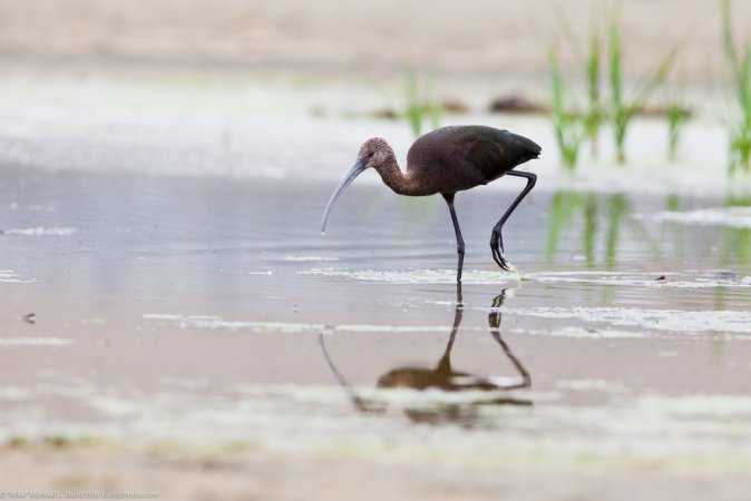 Photo (20): White-faced Ibis